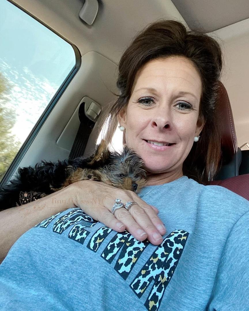 Yorkshire Terrier Puppy