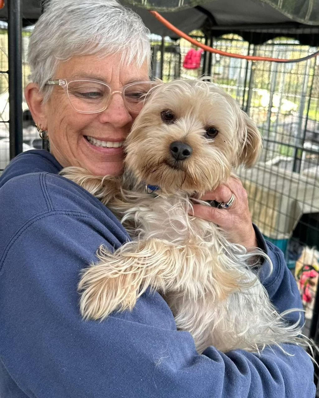 Yorkshire Terrier Puppy